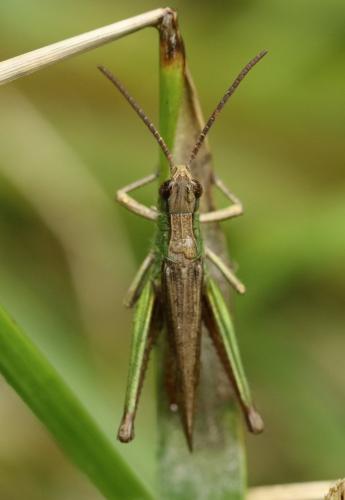 Réf. 204 531 : Chorthippus dorsatus dorsatus